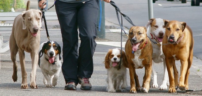 Dogwalker