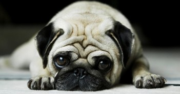 Why a Dog Sitter Can Come in Handy Cute dog