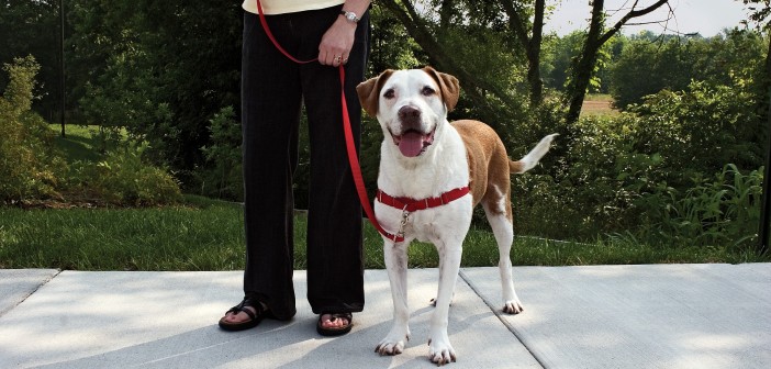 Dog Sitting Service While You’re On Vacation Dog Sitting