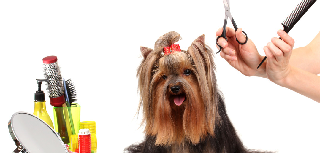 Dog Grooming Health Benefits of Proper Grooming