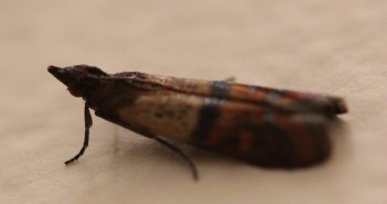 Indian Meal Moth