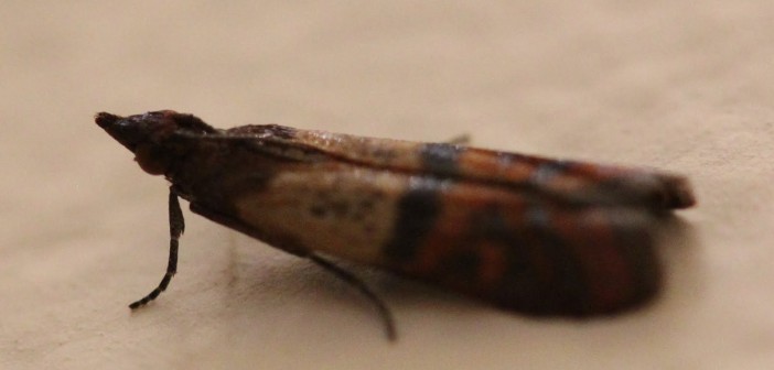 Indian Meal Moth