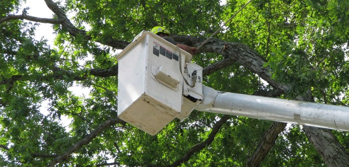 Tree removal