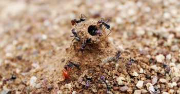 ants