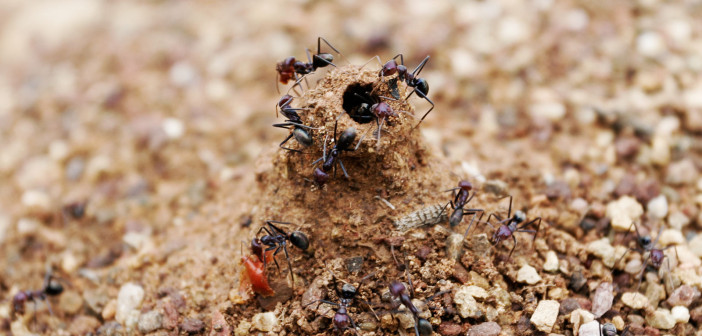 Pest Control Service: Where Are These Ants Coming From? ants