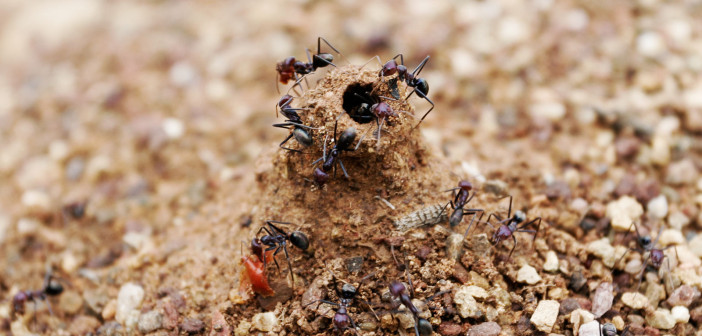 ants