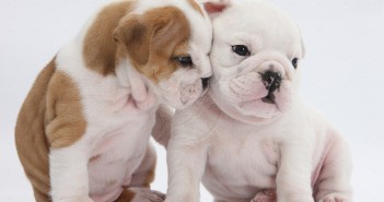 White and brown-and-white Bulldog puppies, 5 weeks old