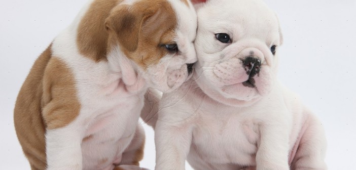 White and brown-and-white Bulldog puppies, 5 weeks old