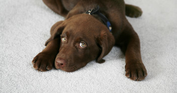 What is Living In Your Carpet? Lazy Dog