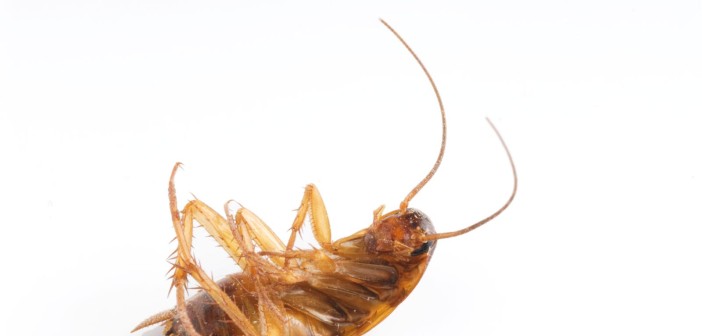 Pest Control Products: Is It Safe To Do It Yourself? pest control