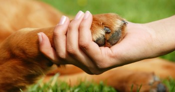 puppy training