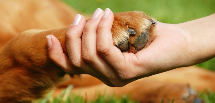 puppy training