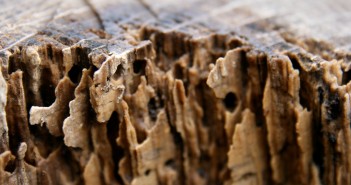 termite damage