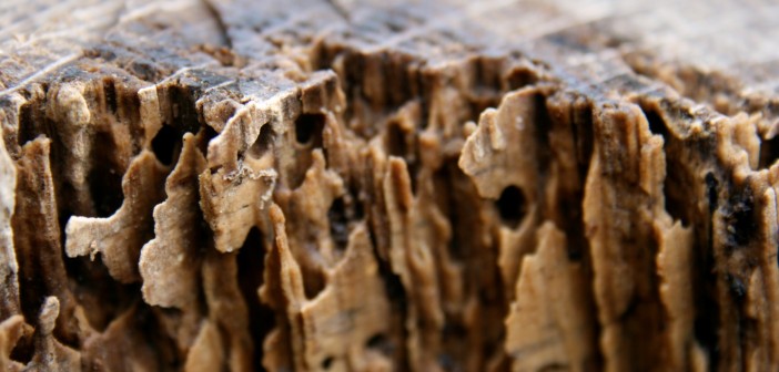 Termite Control: Remove Termites Before Its Too Late termite damage