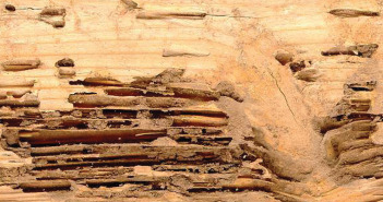 Termite Damage