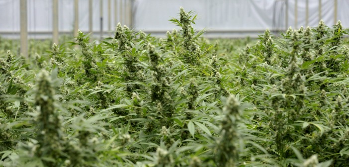 Illegaler Cannabis-Anbau in den Niederlande