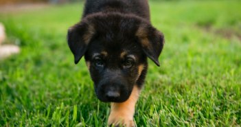 All American Young Male