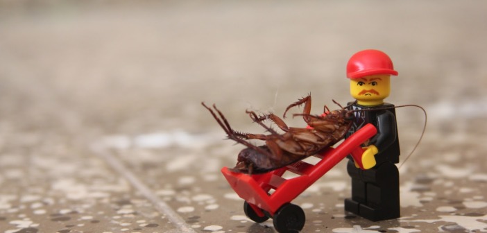 Pest Management: Advice for In-between Treatment Pest Control 2