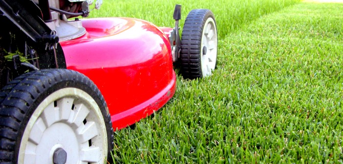 5 Annual Lawn Care Services your Lawn Needs Lawn Care