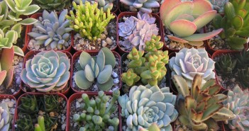 Succulents