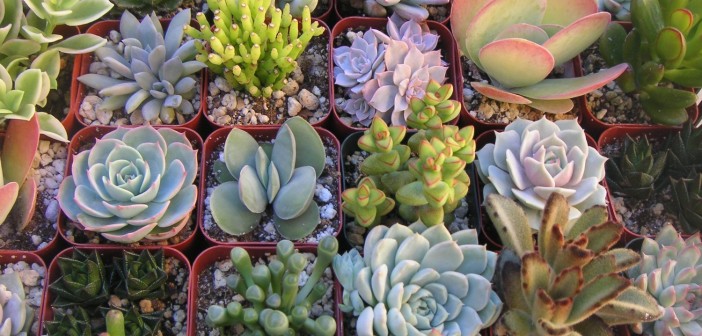 4 Great Ways to decorate your Yard with Succulents Succulents