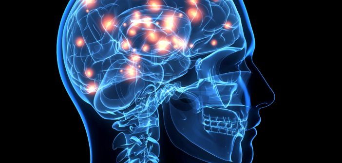 brain-function