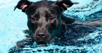 8 Common Illnesses in Dogs and How to Treat Them Dog Swims