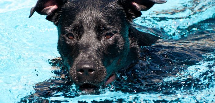 Dog Swims