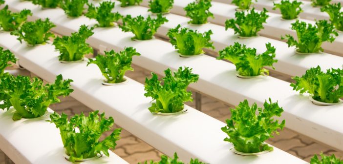 5 Convenient Reasons to Grow Plants Hydroponically hydro