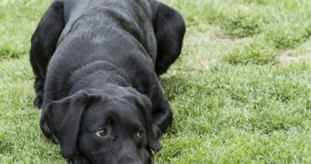 9 Problems With Not Hiring a Pet Sitting Service Pets