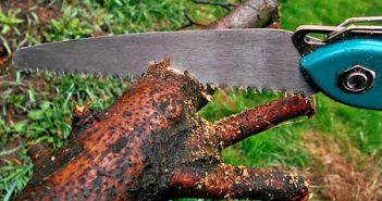 How-to Tell If It’s Time to Have Your Trees Trimmed Tree Tim