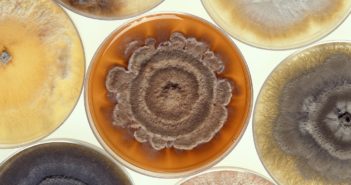 5 Problem Spots for Mold to Grow mold-2035457_1280