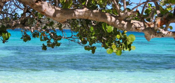 Top 5 Things To Do In Barbados barbados-92162_1920