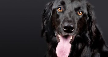 How CBD Oil Can Be Used To Treat Pets pet 1