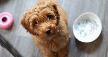 8 Quick Tips for Adjusting Your Puppy to a New Environment labradoodle