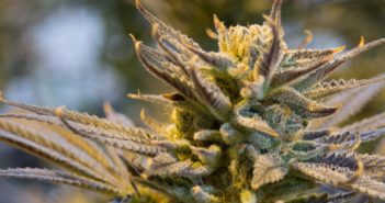 The Top Misconceptions About Mailing Cannabis Products cannabis-2152602_1920