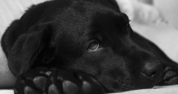 What to Do If Your Dog Eats Chocolate labrador-380800_1920
