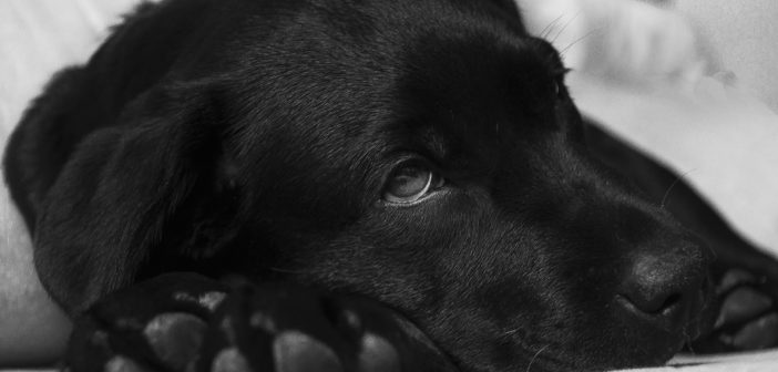 labrador-380800_1920