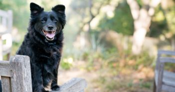 8 Vital Reasons to Enroll Your Dog in Dog Obedience School alice-dote-433457-unsplash