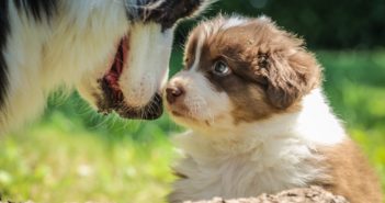 6 Ways to Create a Wellness Plan for a Puppy jametlene-reskp-642910-unsplash