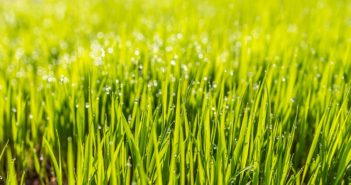 8 Lawn Care Tips to Ready Your Lawn for Spring lawn3